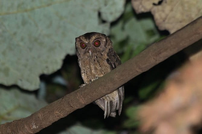 Explore a Rainforest teeming with Wildlife at Night! - What makes this night tour work: the guide’s spotting method