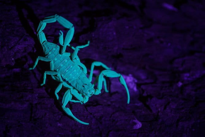 Explore a Rainforest teeming with Wildlife at Night! - Price and value: what $88 buys you in Singapore at night