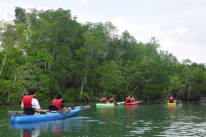 Mangrove Kayaking Adventure in Singapore - Mangrove Forest Paddling and Wildlife Spotting That Actually Feels Calm