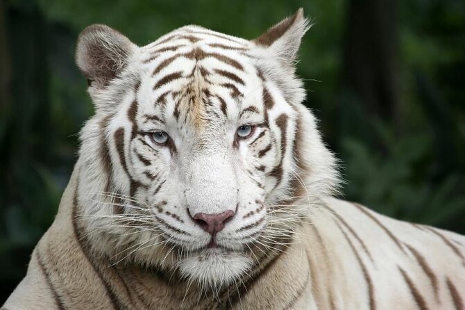 Morning at the Zoo with 1-way Transfer (Free & Easy) - Key things to know before you go