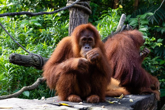 Morning at the Zoo with 1-way Transfer (Free & Easy) - How the 1-way transfer shapes your Singapore Zoo morning