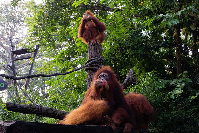 Morning at the Zoo with 1-way Transfer (Free & Easy) - Tram tour around open habitats: how to see more without sprinting