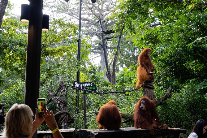 Morning at the Zoo with 1-way Transfer (Free & Easy) - Logistics that can trip you up (and how to handle them)