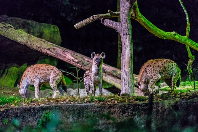 Night Safari Ticket Including Tram Ride - Price and Value for $48.29: what you pay for, and what you get back