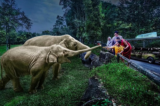 Night Safari Tickets with Tram Ride - Booking with Trip Knox Ltd: how to avoid the usual QR-code headaches