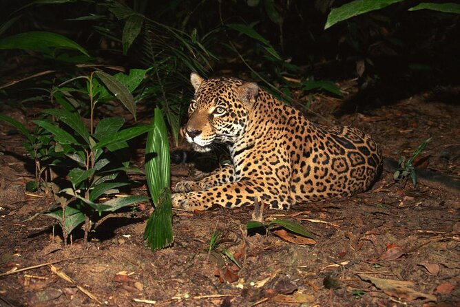 Night Safari Tour with Transfer - Getting to Night Safari: the transfer plan that makes it easy