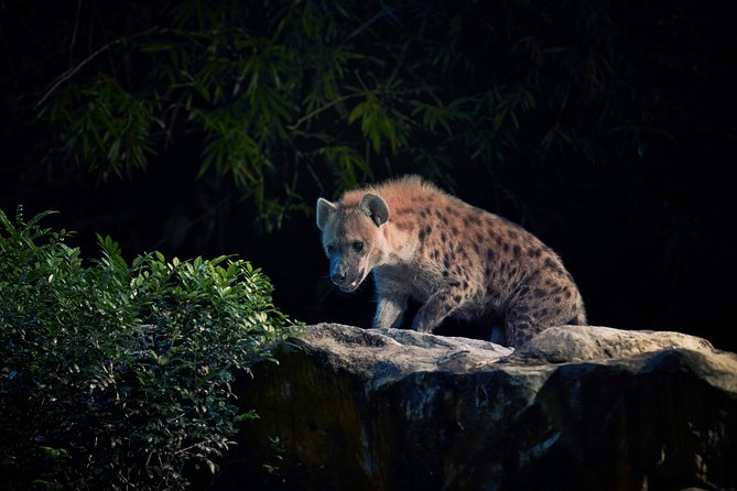 Night Safari with Buffet Dinner with hotel pick-up - Priority Tram Boarding: Where It Helps and Where It Doesn’t