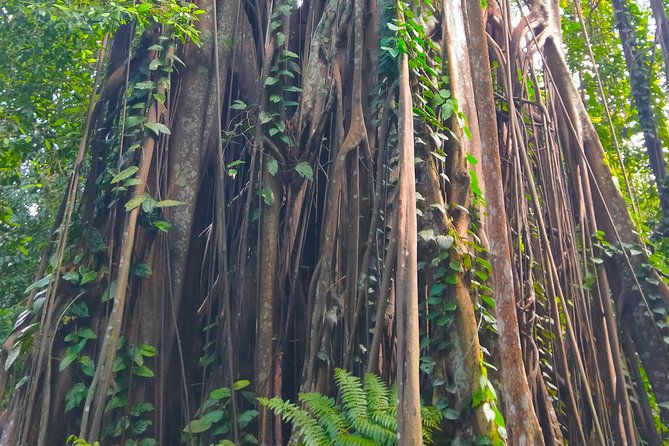Private Tour Singapore Botanic Garden (UNESCO) - Singapore’s orchid garden is a whole experience, not a stop