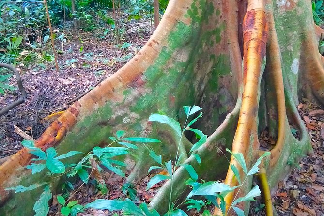 Private Tour Singapore Botanic Garden (UNESCO) - A clear 3-hour flow, starting at 9:00 am