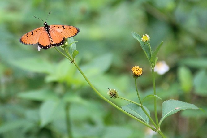 Singapore - bike adventure beyond the concrete jungle - Coney Island Park: quiet time for birds and butterflies