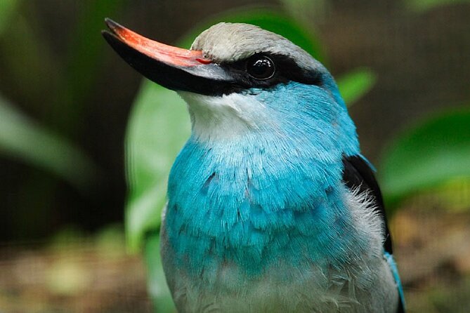 Singapore: Bird Paradise Entry Ticket - Bird Paradise in one day, 50 acres of habitat that makes sense