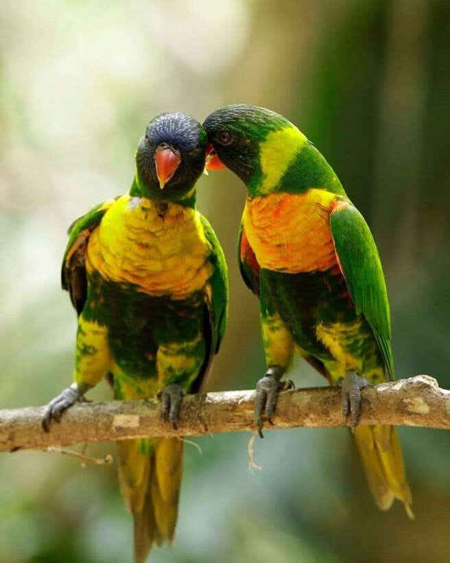 Singapore: Bird Paradise Entry Ticket - Panorail rides and how to pace a big bird day