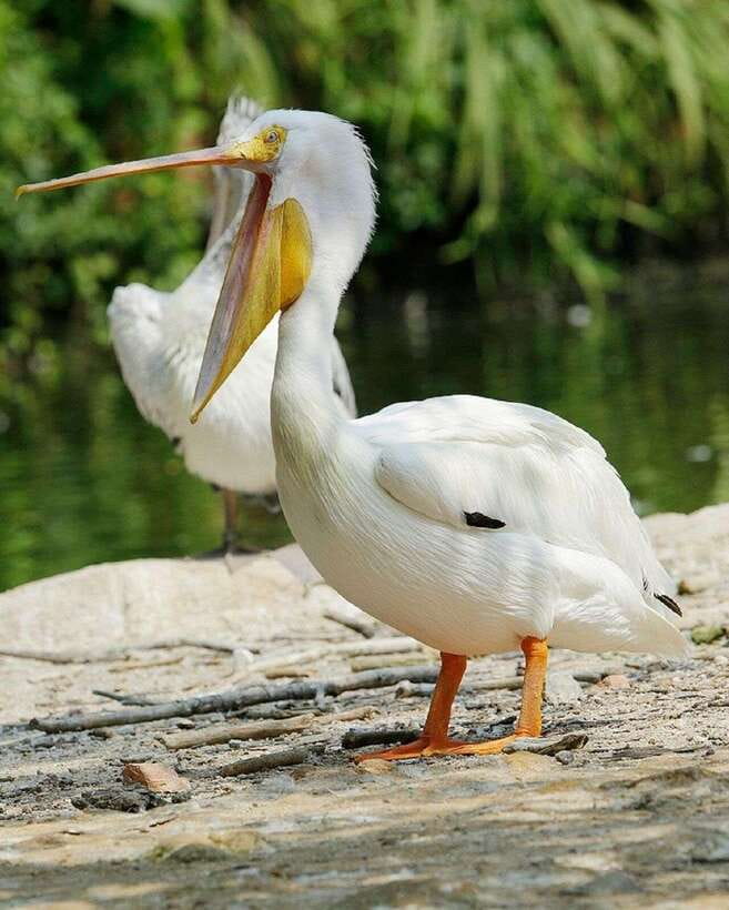 Singapore: Bird Paradise Entry Ticket - Conservation breeding center: why your ticket supports more than photos