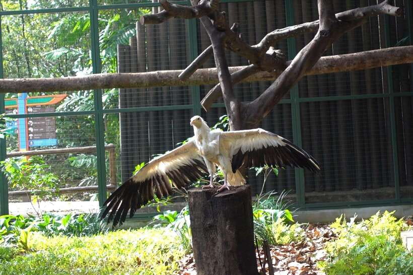 Singapore: Bird Paradise Entry Ticket - Should you book Bird Paradise? My decision guide for value