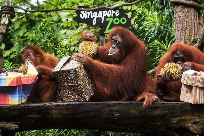 Singapore Bird Paradise & Zoo Full Day (Ticket & Transfer ) - Price and Value: What You Pay for, and What You Still Need