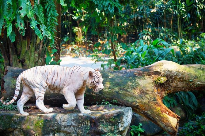 Singapore Bird Paradise & Zoo Full Day (Ticket & Transfer ) - Getting More Out of the Bird Park Than Just Walking