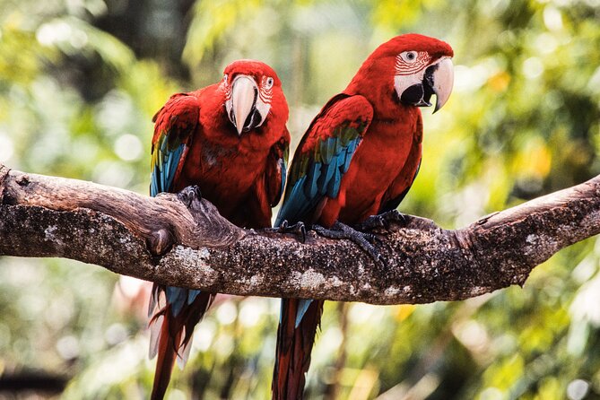 Singapore Bird Paradise & Zoo Full Day (Ticket & Transfer ) - Who This Tour Suits Best (and Who Might Want Another Option)