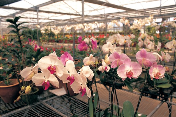 Singapore Morning City Tour - Singapore Botanic Gardens and National Orchid Garden: the 60,000-plant payoff