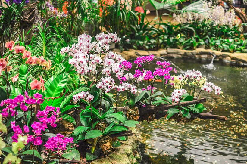 Singapore: National Orchid Garden Admission - Cool House: a climate-controlled stop for cooler-region orchids