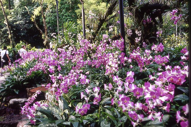 Singapore: National Orchid Garden Admission Ticket - Ticket Logistics: Mobile Entry, QR Code Timing, and Avoiding Scanner Headaches