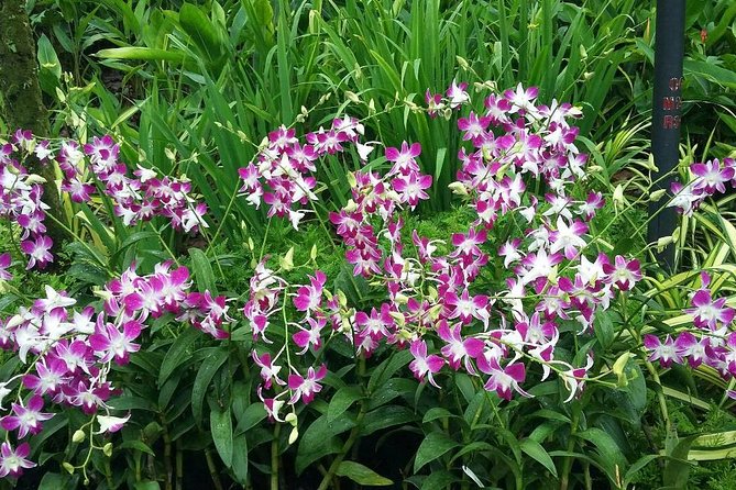 Singapore: National Orchid Garden Admission Ticket - Getting There and Getting Out: Public Transport and Post-Visit Transport Reality