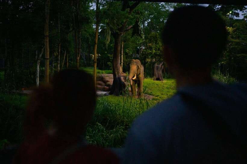 Singapore: Night Safari Entry Ticket with Tram Ride - Key Highlights That Make This Ticket Worth It