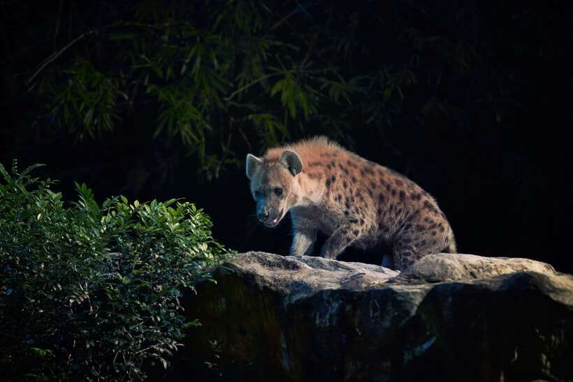 Singapore: Night Safari Entry Ticket with Tram Ride - Shows at Night: Creatures of the Night and Twilight Performance
