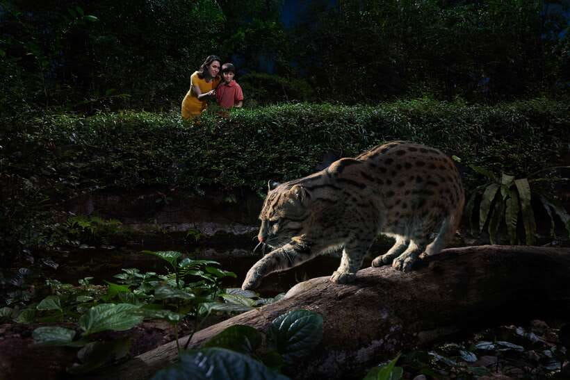 Singapore: Night Safari Entry Ticket with Tram Ride - Price and Value: What Your $45 Actually Buys