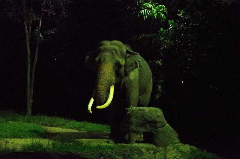 Singapore: Night Safari Singapore Entry Ticket + Tram Ride - What to Wear and What to Avoid for Better Animal Encounters