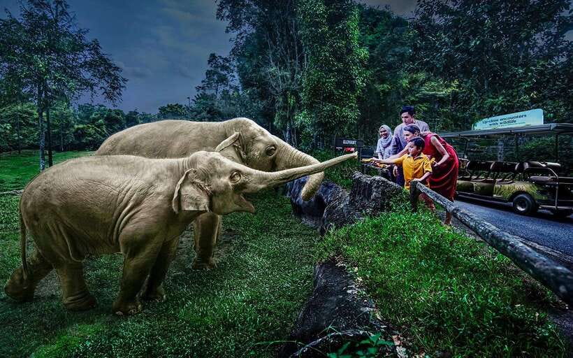 Singapore: Night Safari Singapore Entry Ticket + Tram Ride - Tickets, Timing, and How to Plan a Smooth 1-Day Evening