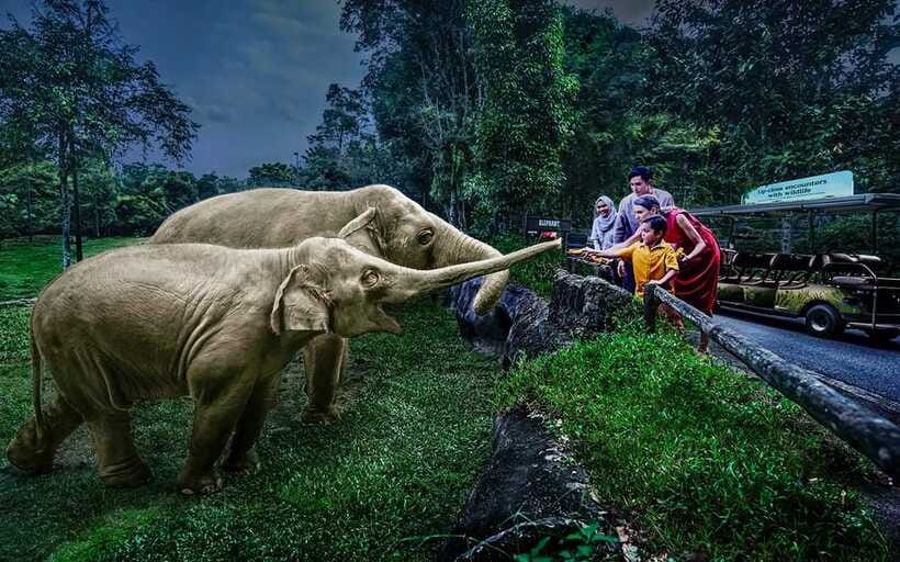 Singapore: Night Safari Singapore Entry Ticket + Tram Ride - The Tram Ride: Your Shortcut Through Six Wildlife Zones