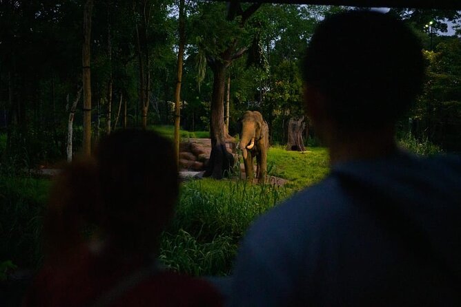 Singapore Night Safari Ticket Experience - Other on-foot options: Fishing Cat Trail and Forest Giant Trail