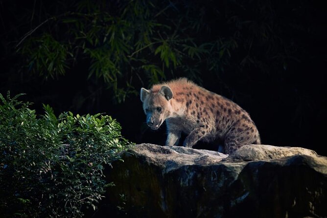 Singapore Night Safari Ticket Experience - Creatures of the Night Show: when timing matters