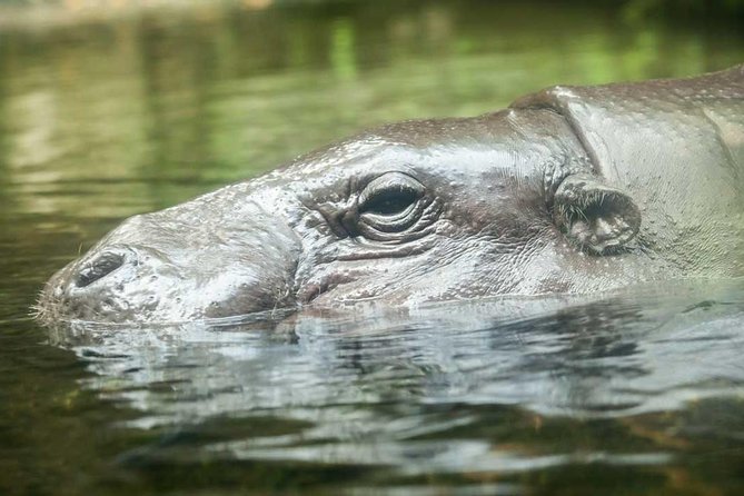 Singapore River & Night Safari-COMBO (Shared Transfer) - Transfers and Timing: What You Gain, What You Should Watch