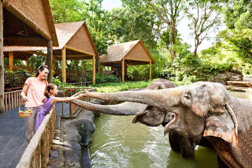 Singapore Zoo: 1-Day Entrance E-Ticket - A Zoo That Feels Like Habitats, Not Sets