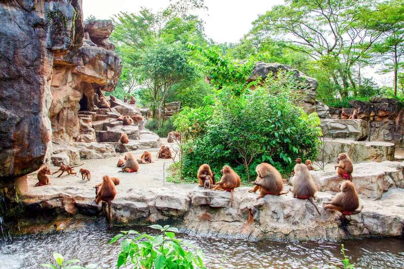 Singapore Zoo: 1-Day Entrance E-Ticket - Water Park Breaks, Wet Play, and Getting Fed Without Losing Your Spot