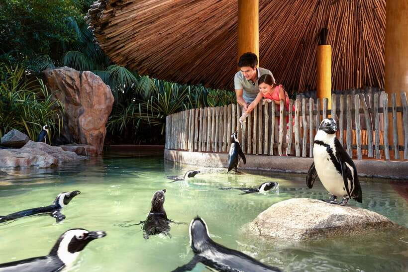 Singapore Zoo: 1-Day Entrance E-Ticket - Value for Money: What $39 Buys in a Full-Day Zoo Plan