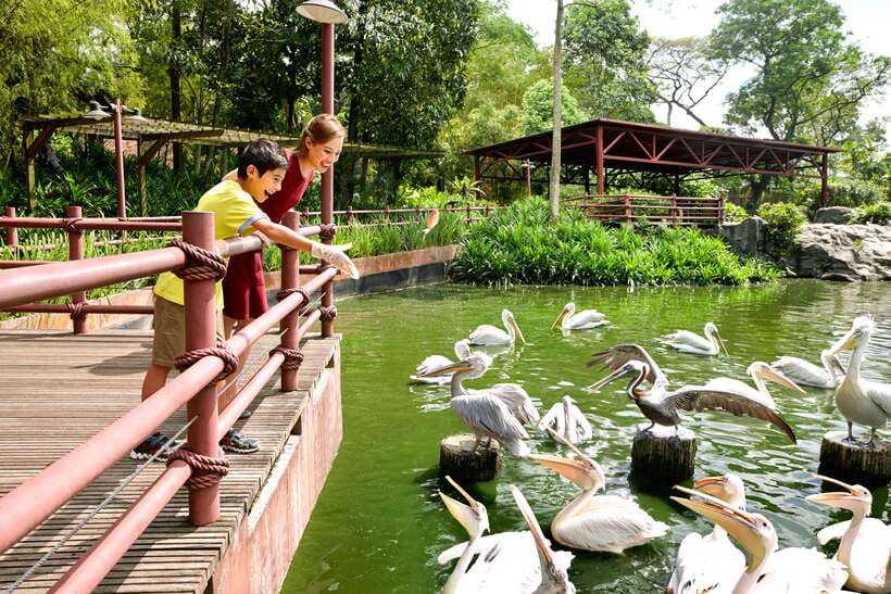 Singapore Zoo: 1-Day Entrance E-Ticket - Getting There and Timing Tips That Improve Everything