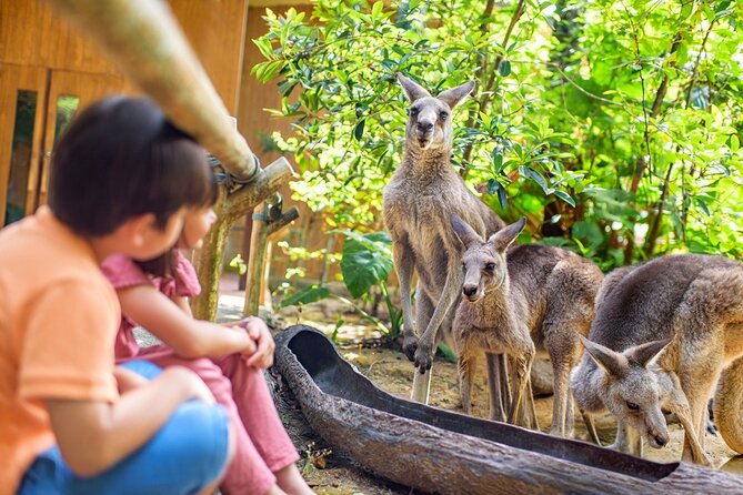 Singapore Zoo Entry Ticket - Jungle Breakfast with Wildlife and the Dining Reality Check