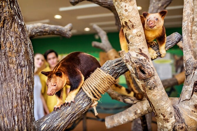Singapore Zoo Entry Ticket - What to Pack for Singapore Heat (and Why It Matters Here)