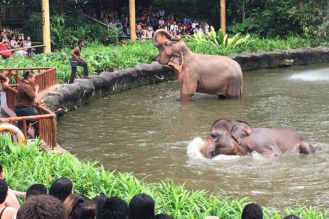 Singapore Zoo & Night Safari Day ( Tickets & Transfer ) - Food, comfort, and what to pack for a long zoo-to-night day