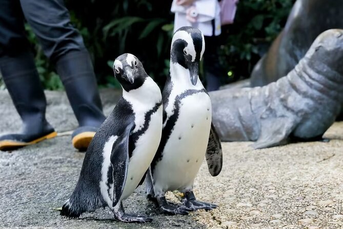 Singapore Zoo with Tram Ride Experience for Tourist - Habitats, animals, and what to look for